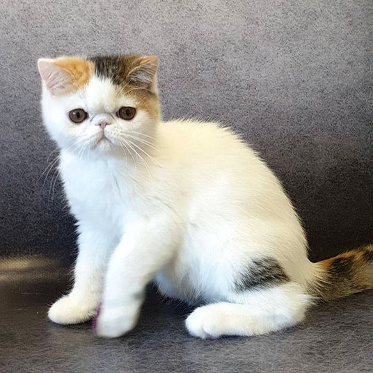S) Rose- female -10 weeks