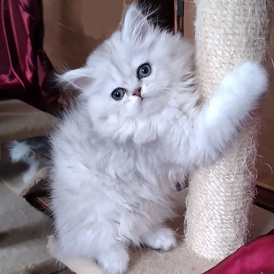 Sindy -Female - 9 weeks (1)