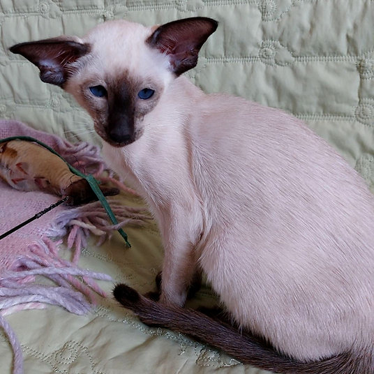 Sophie - female - 10 weeks