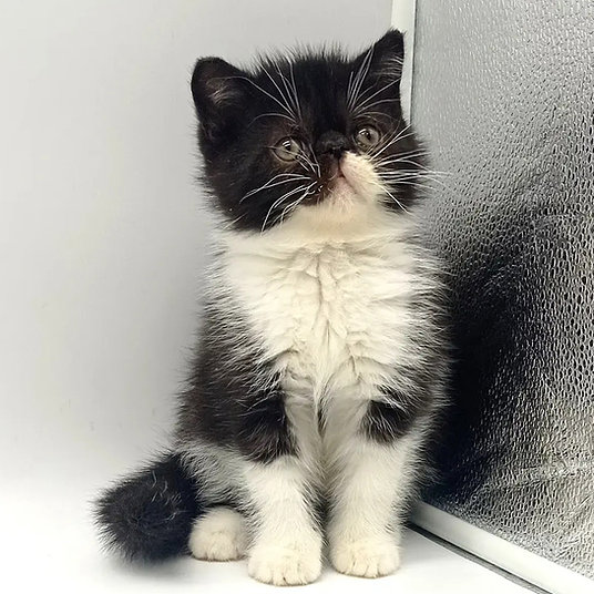 T) Terry -male -9 weeks