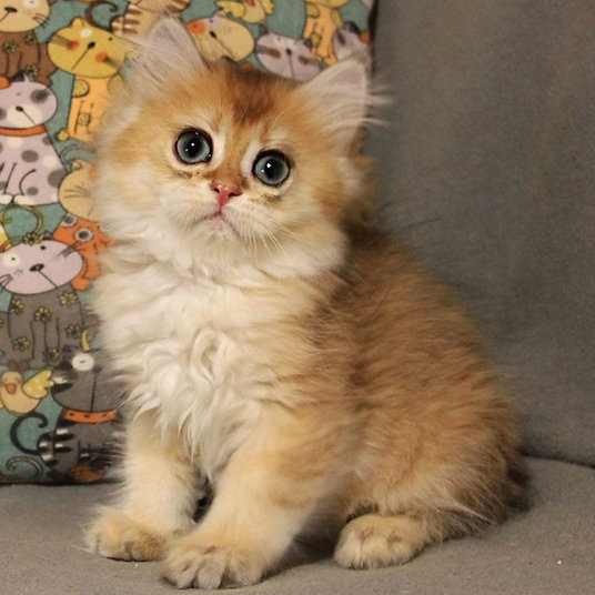 Tommy - male -9 weeks (1)