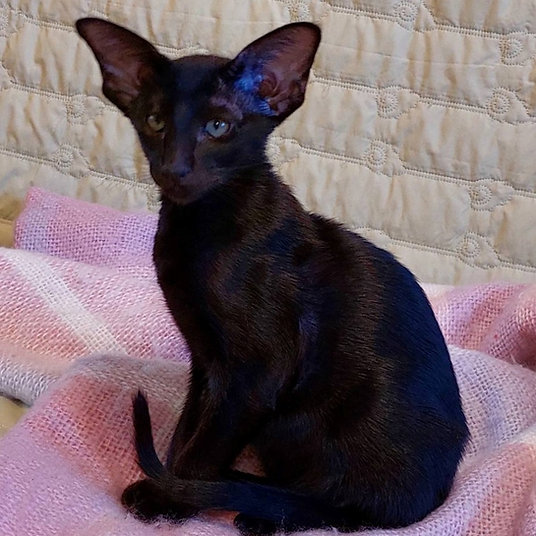 Tyson -Male -10 weeks