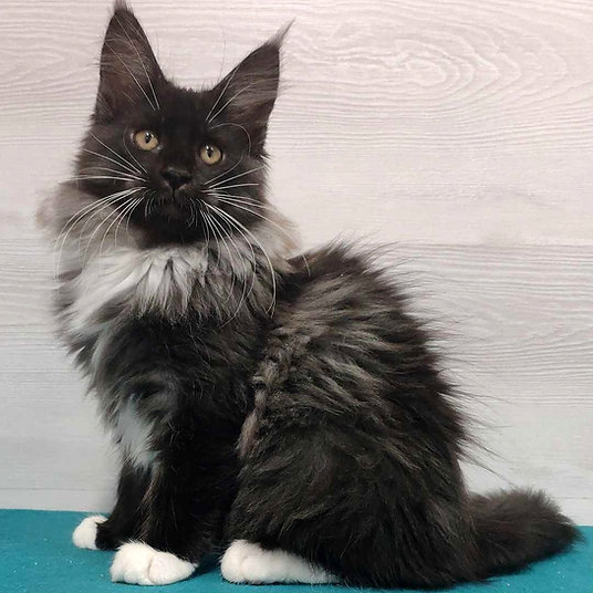 V) Zahara - female -10 weeks