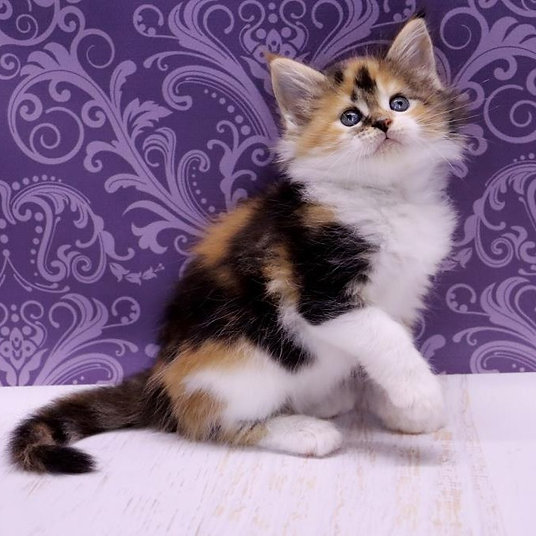 X) Bianca - female -9 weeks