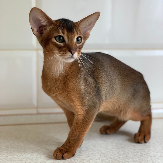 Zack - male - 10 weeks