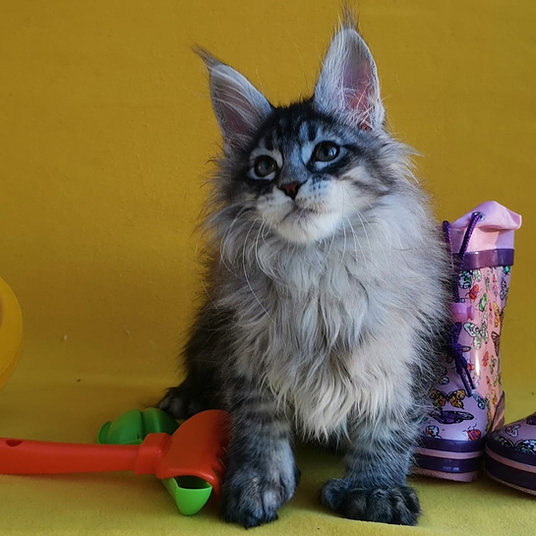 k) Saga -male - 10 weeks