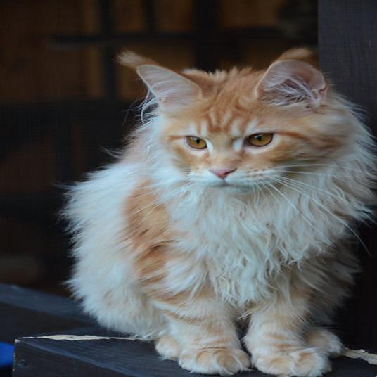 orange_cat_536x536