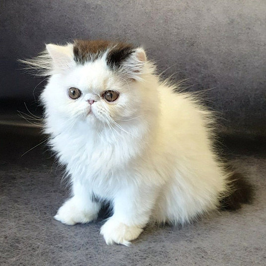w) Selina-female -10 weeks