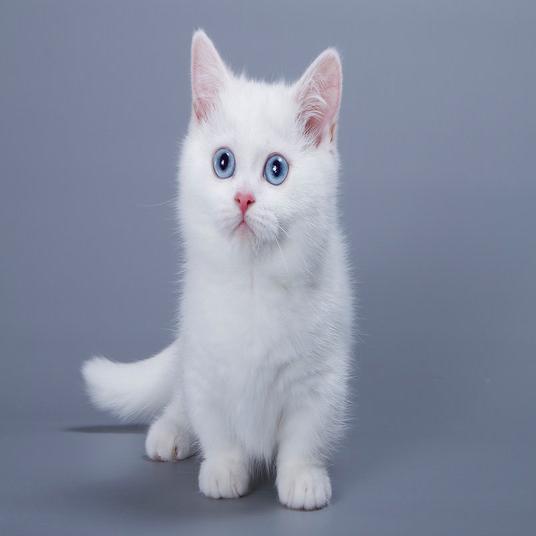 white_cat2_536x536
