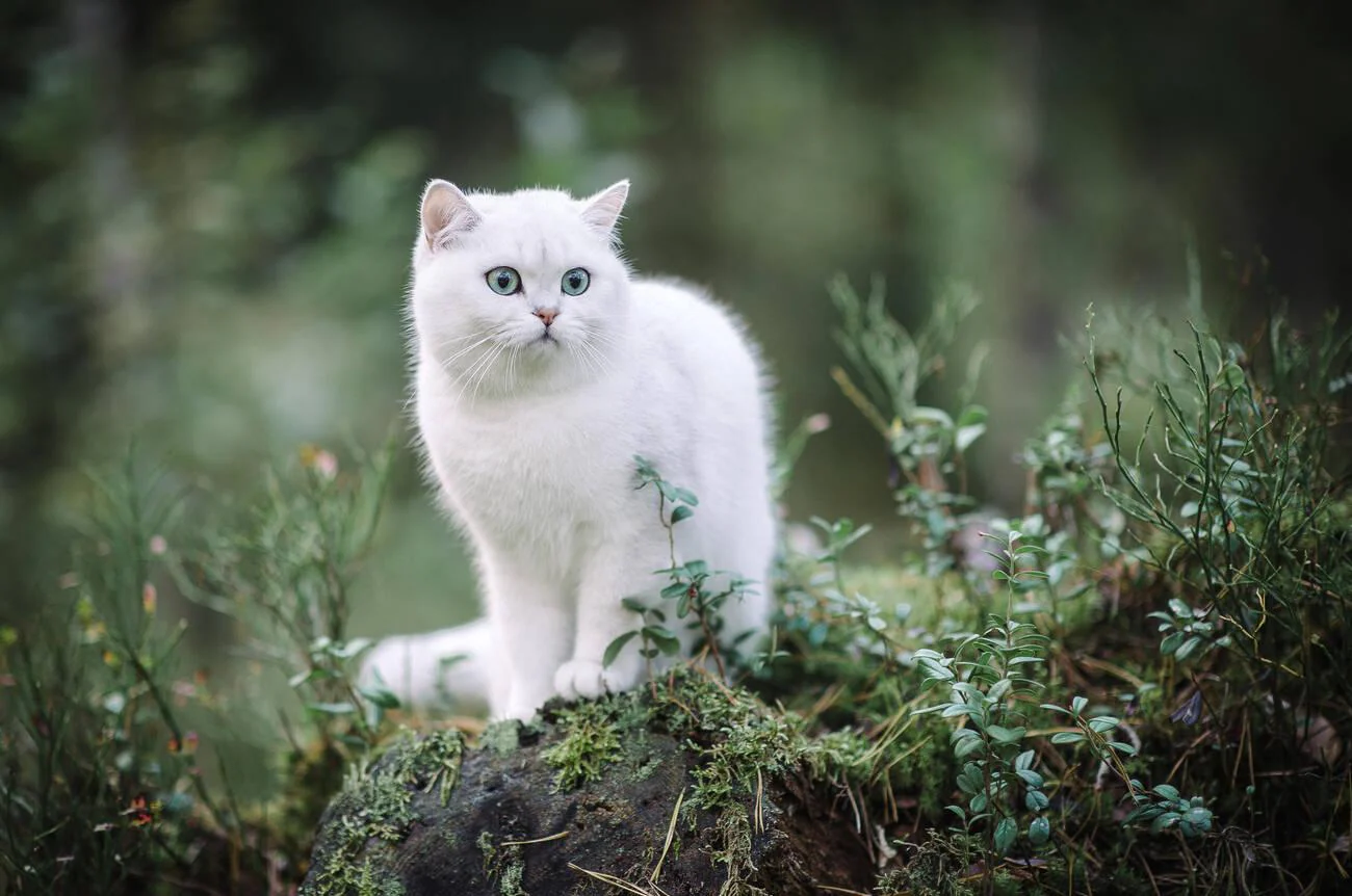British Shorthair