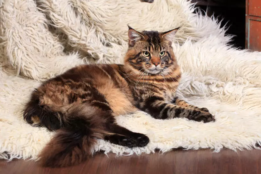 Maine Coon Maine-Coon kitten