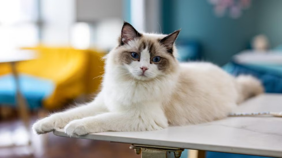 ragdoll breeders