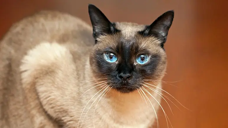 siamese breeders