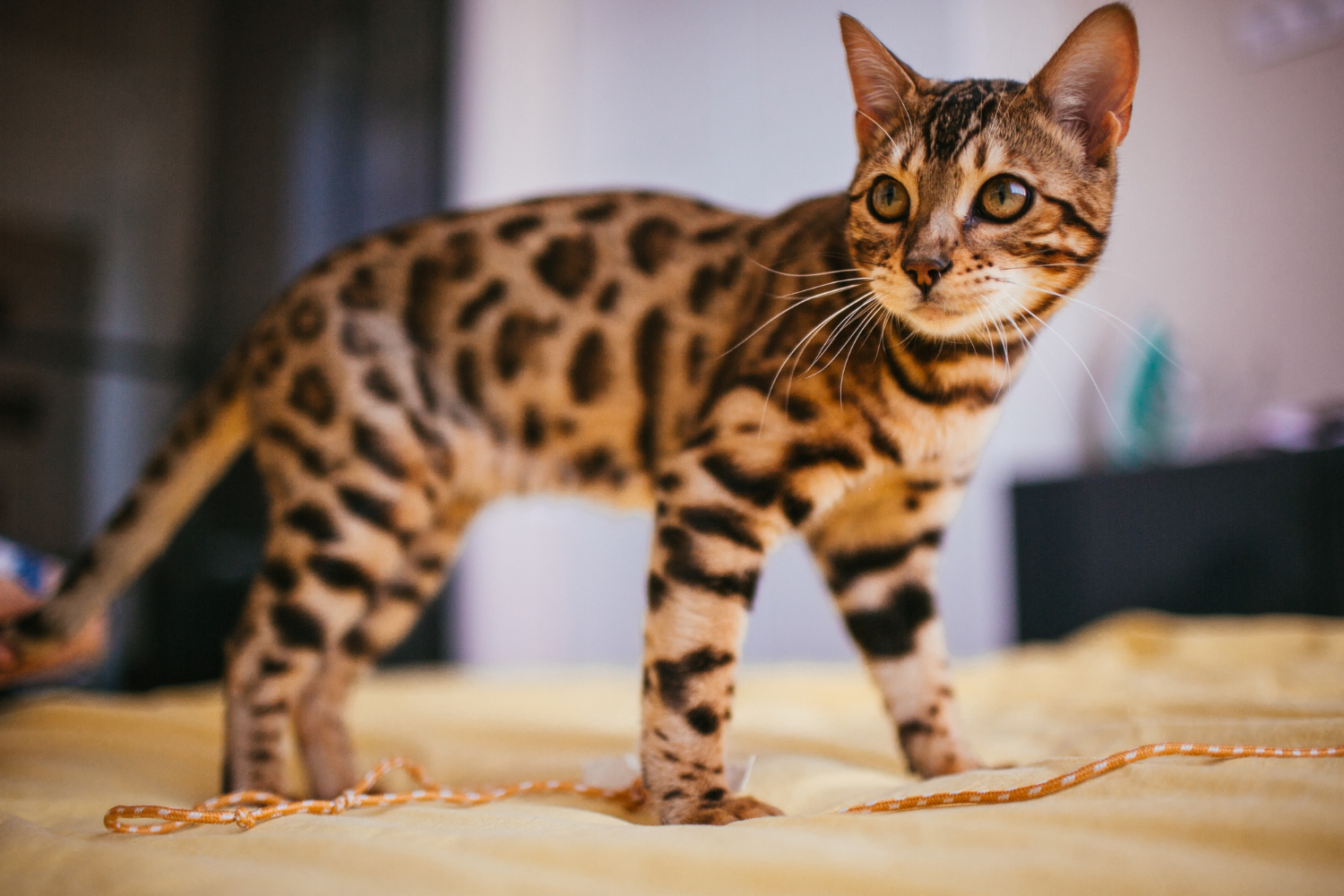 bengali kitten beautiful bengali kitten