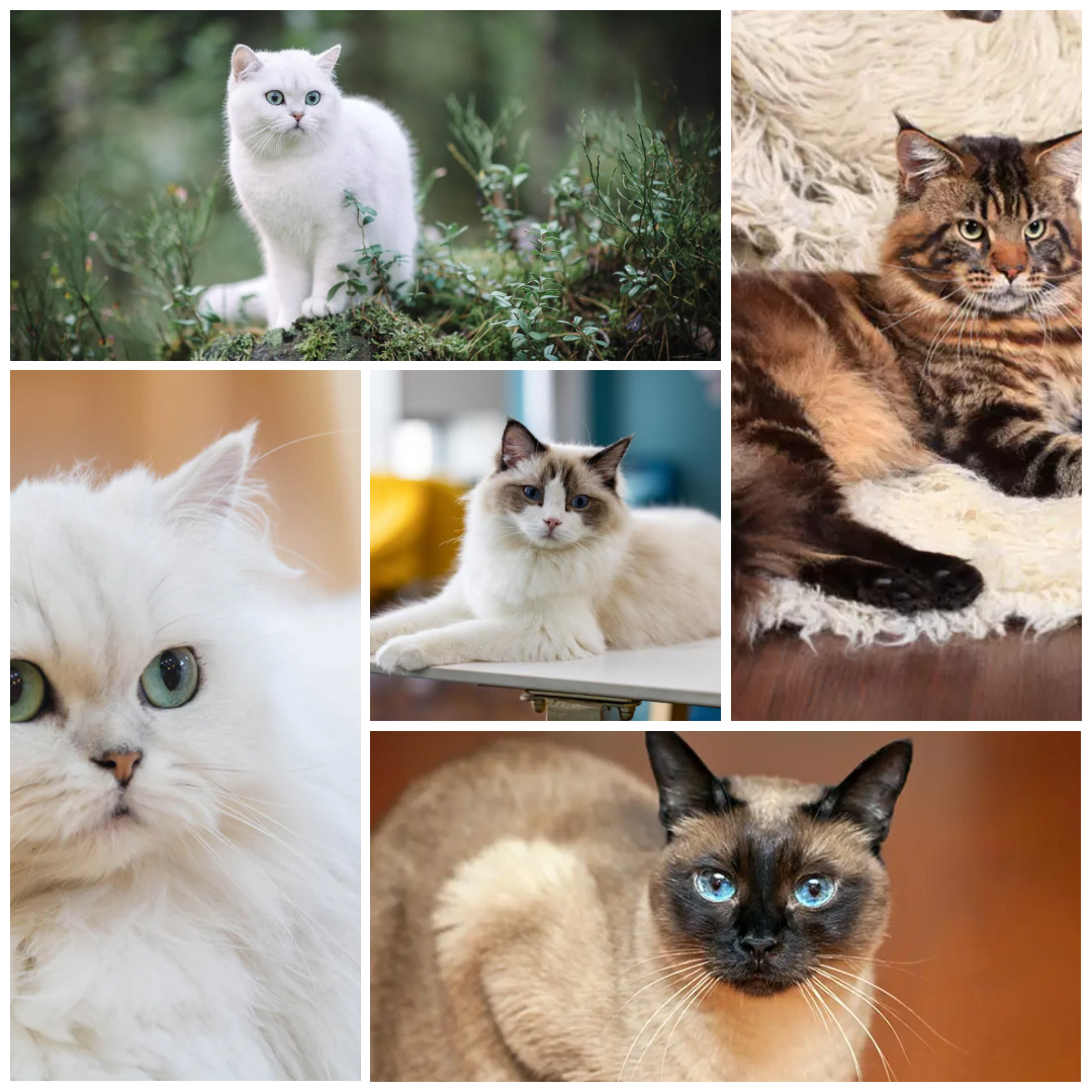 group img group cat image