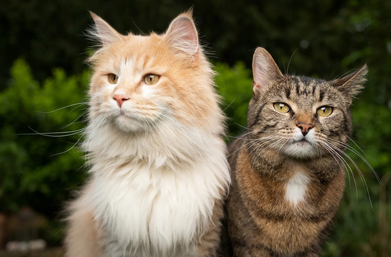 two-different-breeds-of-cat