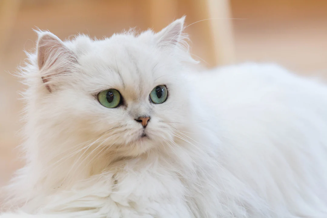 persian Persian cat with long fluffy coat sitting indoors